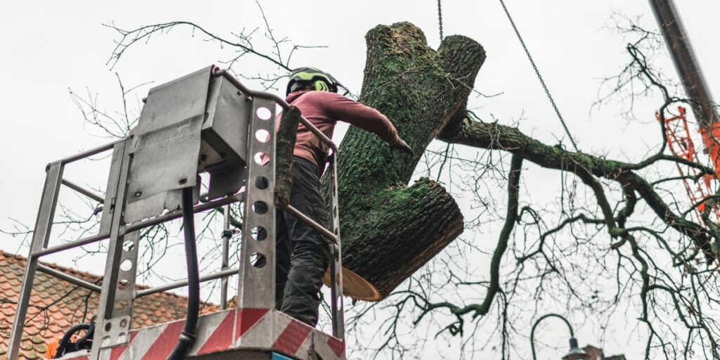Emergency Tree Services
