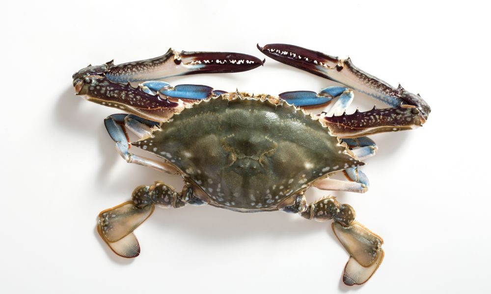 Baltimore Crab Shops Known for Quality and Taste